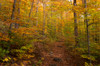 Trail in a forest, Goodnow Mountain, Adirondack Mountains State Park, New York State, USA Poster Print by Panoramic Images - Item # VARPPI173040