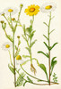Wildflowers. 1. Scentless Mayweed 2. Corn Marigold 3. Oxeye 4. Corn Chamomile Poster Print by Hilary Jane Morgan / Design Pics - Item # VARDPI12285725