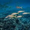 Yellowfin Goatfish schooled off the Kona coast; Kona, Island of Hawaii, Hawaii, United States of America Poster Print by Thomas Kline / Design Pics - Item # VARDPI12310847 Yellowfin Goatfish schooled off the Kona coast; Kona, Island of Hawaii, Hawaii, United States of America Poster Print by Thomas Kline / Design Pics - Item # VARDPI12310847