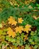 Bigleaf Maple Leaves and Douglas Fir Branches, Mt Hood National Forest, Hood River County, Oregon, USA Poster Print by Panoramic Images - Item # VARPPI173253