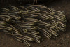 School of small striped catfish, Indonesia. Poster Print by Mathieu Meur/Stocktrek Images - Item # VARPSTMME400688U