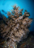 Black coral tree and scuba diver silhouette, Sea of Cortez, Baja California, Mexico. Poster Print by VWPics/Stocktrek Images - Item # VARPSTVWP401464U