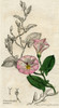 Convolvulus arvensis. Field Bindweed . Poster Print by Hilary Jane Morgan / Design Pics - Item # VARDPI12319505