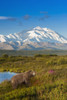 Brown bear walking in a grass meadow with Mount McKinley in the distance, Denali National Park and Preserve; Alaska, United States of America Poster Print by Composite Image / Design Pics - Item # VARDPI12319418