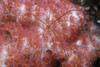 Spider crab on soft coral in the Philippines. Poster Print by VWPics/Stocktrek Images - Item # VARPSTVWP400098U