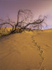 Raven tracks across the sand dune; Lakeside, Oregon, United States of America Poster Print by Robert L. Potts / Design Pics - Item # VARDPI2428134