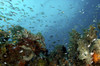 Corals and fish in the Philippines. Poster Print by VWPics/Stocktrek Images - Item # VARPSTVWP400954U