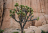 Joshua trees and rocks on a landscape, Joshua Tree National Park, California, USA Poster Print by Panoramic Images - Item # VARPPI174100