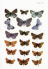 Different types of butterflies. Illustration by W.S.Furneaux. From the book Butterflies, Moths and Other Insects and Creatures of the Countryside. Published 1927. Poster Print by Hilary Jane Morgan / Design Pics - Item # VARDPI12320781