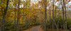 Trees in forest during autumn, Mount Desert Island, Acadia National Park, Hancock County, Maine, USA Poster Print by Panoramic Images - Item # VARPPI162271