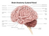 Human brain anatomy, lateral view. Poster Print by Alan Gesek/Stocktrek Images - Item # VARPSTAGK700029H