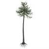 Araucaria conifer tree isolated on white background. Poster Print by Corey Ford/Stocktrek Images - Item # VARPSTCFR200732P
