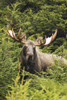Bull moose in rutting period, Powerline Pass, South-central Alaska; Alaska, United States of America Poster Print by Doug Lindstrand / Design Pics - Item # VARDPI12318694