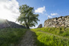 Gravel tracks between two stone walls leading towards a tree under a blue sky with cloud; North Yorkshire, England Poster Print by John Short / Design Pics - Item # VARDPI12324658