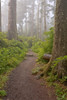 Footpath in foggy forest along Oregon Coast, Oregon, USA Poster Print by Panoramic Images - Item # VARPPI175308