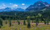 Hiker at wildflowers meadow, Monarch Ramparts, Healy Pass, Alberta, Canada Poster Print by Panoramic Images - Item # VARPPI166923