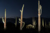 Various cactus plants in a desert, Organ Pipe Cactus National Monument, Arizona, USA Poster Print by Panoramic Images - Item # VARPPI174145