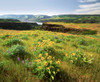 Wildflowers in a field, Columbia River, Tom McCall Nature Preserve, Columbia River Gorge National Scenic Area, Multnomah County, Oregon, USA Poster Print by Panoramic Images - Item # VARPPI172097