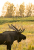 Bull moose with antlers, South-central Alaska; Anchorage, Alaska, United States of America Poster Print by Doug Lindstrand / Design Pics - Item # VARDPI12320283