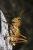 A Lubber Grasshopper Rests On A Tree; Ochopee, Florida, United States Of America Poster Print by Robert L. Potts / Design Pics - Item # VARDPI2373787