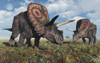 Torosaurus dinosaurs during Earth's Cretaceous period. Poster Print by Mark Stevenson/Stocktrek Images - Item # VARPSTMAS600146P