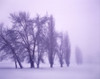 Fog shrouded Poplar and Cottonwood trees, Deschutes County, Central Oregon, USA Poster Print by Panoramic Images - Item # VARPPI173801