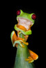 Red-Eyed Tree Frog, Tarcoles River, Pacific Coast, Costa Rica Poster Print by Panoramic Images - Item # VARPPI157426