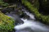 Munson Creek flows through the forest; Tillamook, Oregon, United States of America Poster Print by Robert L. Potts / Design Pics - Item # VARDPI2380954