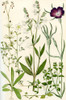 Wildflowers.  1.Knawel 2.Spurrey 3.Field Chickweed 4.Nightflowering Catchfly 5.Chickweed 6.Corn Cockle 6a. Seedling of Corn Cockle Poster Print by Hilary Jane Morgan / Design Pics - Item # VARDPI12285713