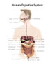 Human digestive system, with labels. Poster Print by Alan Gesek/Stocktrek Images - Item # VARPSTAGK700058H