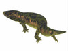 Dendrerpeton on white background. Poster Print by Corey Ford/Stocktrek Images - Item # VARPSTCFR200789P