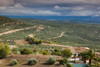 Olive trees in a field, Ubeda, Jaen Province, Andalusia, Spain Poster Print by Panoramic Images - Item # VARPPI156899