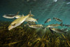 Striped mullet, Salt Springs, Florida. Poster Print by VWPics/Stocktrek Images - Item # VARPSTVWP400461U