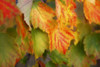 Close up of colourful leaves changing in autumn; Stowe, Vermont, United States of America Poster Print by Jenna Szerlag / Design Pics - Item # VARDPI12309660