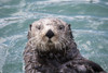 Sea Otter swims in Resurrection Bay near Seward small boat harbour, looking at the camera, south-central Alaska; Seward, Alaska, United States of America Poster Print by Doug Lindstrand / Design Pics - Item # VARDPI12306997