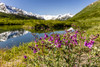 Dwarf Fireweed growing along a pond with the Kenai Mountains in the background in Turnagain Pass, South-central Alaska; Alaska, United States of America Poster Print by Ray Bulson / Design Pics - Item # VARDPI12308702