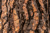 Ponderosa pine tree bark, Wasa, British Columbia, Canada Poster Print by Panoramic Images - Item # VARPPI174158