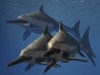A group of Ichthyosaurus aquatic reptiles from the Early Jurassic of England. Poster Print by Nobumichi Tamura/Stocktrek Images - Item # VARPSTNBT600228P