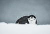 Chinstrap Penguin on belly; Half Moon Island, South Shetland Islands, Antarctica Poster Print by Deb Garside / Design Pics - Item # VARDPI12311052