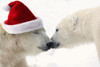 COMPOSITE: Two polar bears touching noses while one is wearing a santa hat, Churchill, Manitoba, Canada Poster Print by Composite Image / Design Pics - Item # VARDPI12319847