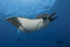 Giant manta ray in San Benedicto Island, Mexico. Poster Print by VWPics/Stocktrek Images - Item # VARPSTVWP401439U