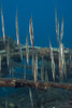 School of razorfish hanging upside down over a steel structure, Indonesia. Poster Print by Mathieu Meur/Stocktrek Images - Item # VARPSTMME400686U