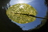 Bright sunlight shines down on lily pads growing on a lake in New England. Poster Print by Ethan Daniels/Stocktrek Images - Item # VARPSTETH401012U