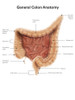 General colon anatomy, with labels. Poster Print by Alan Gesek/Stocktrek Images - Item # VARPSTAGK700056H