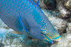 A queen parrotfish feeding, Bonaire, Netherlands Antilles, Caribbean. Poster Print by VWPics/Stocktrek Images - Item # VARPSTVWP400193U