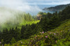 A veil of mist softens the view of the coastline and Oswald West State Park; Manzanita, Oregon, United States of America Poster Print by Robert L. Potts / Design Pics - Item # VARDPI2384155