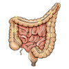 General colon anatomy. Poster Print by Alan Gesek/Stocktrek Images - Item # VARPSTAGK700040H