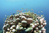 Coral reef, Siaton, Philippines. Poster Print by VWPics/Stocktrek Images - Item # VARPSTVWP400960U