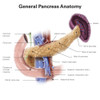 Anatomy of human pancreas, with labels. Poster Print by Alan Gesek/Stocktrek Images - Item # VARPSTAGK700062H