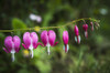 Bleeding heart blooms in a garden; Astoria, Oregon, United States of America Poster Print by Robert L. Potts / Design Pics - Item # VARDPI2434065